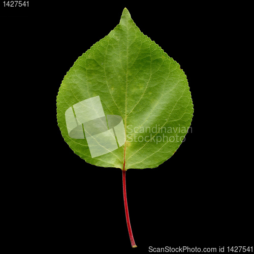 Image of Apricot leaf