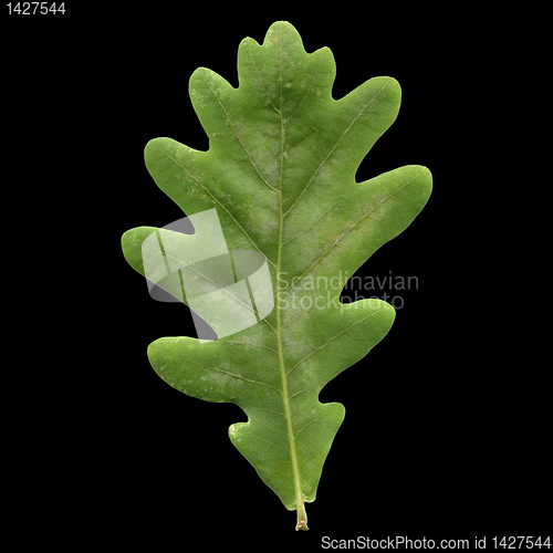 Image of Oak leaf