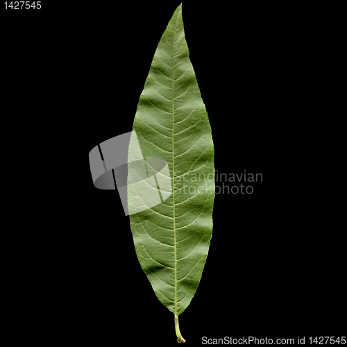 Image of Peach leaf