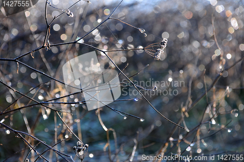 Image of Frozen Drops on the Bush