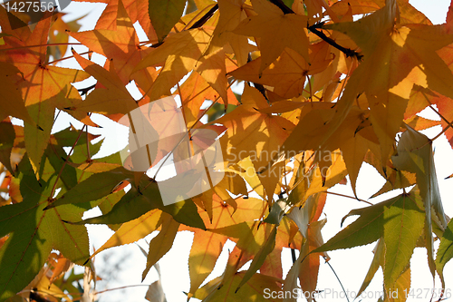 Image of Autumn leaves