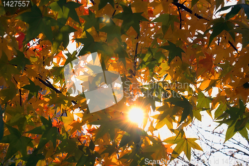 Image of Autumn leaves