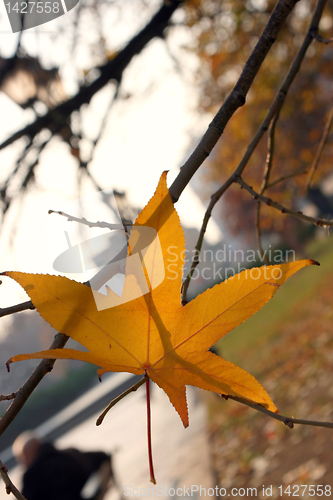 Image of Single leaf