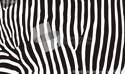 Image of zebra texture