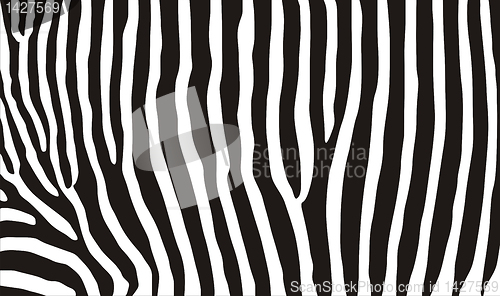 Image of zebra texture