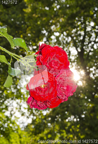 Image of Bunch of red natural roses growing in garden.