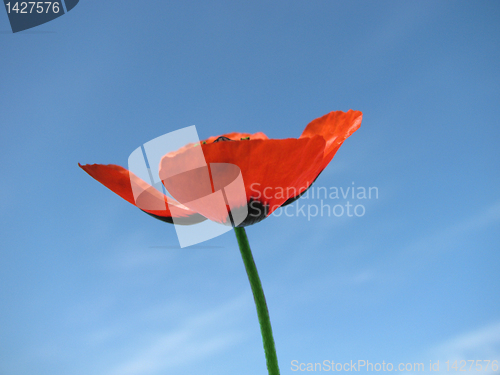 Image of poppy