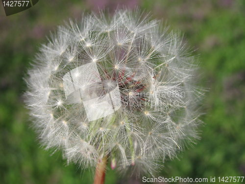 Image of blowball