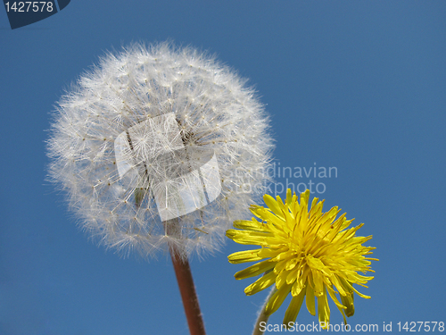 Image of dandelions