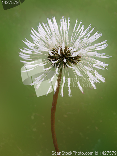 Image of magic dandelion