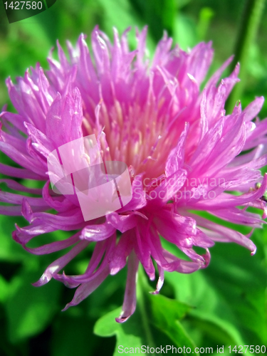 Image of cornflower 
