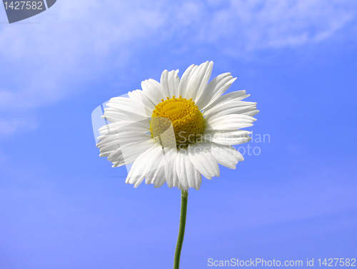 Image of camomile