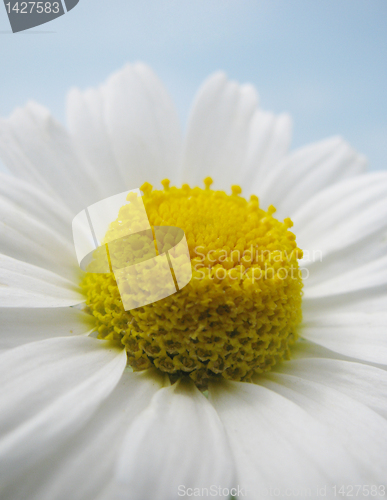 Image of camomile 