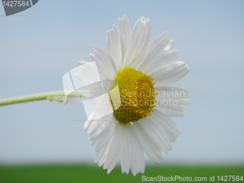 Image of camomile 