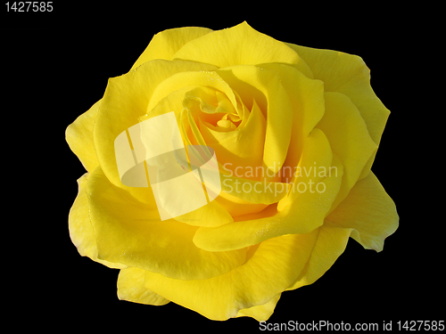 Image of yellow rose