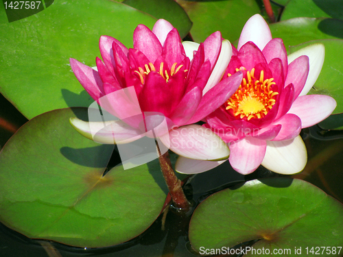 Image of lotuses