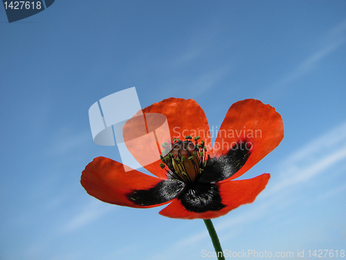 Image of poppy