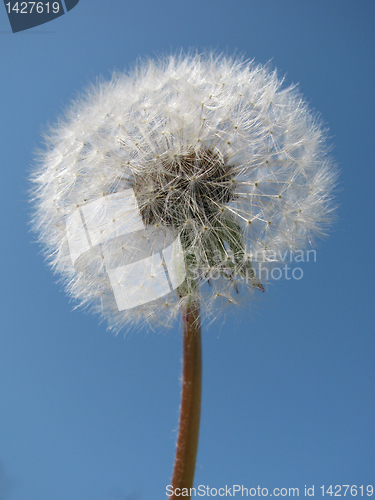 Image of blowball