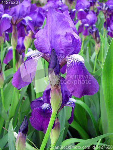 Image of iris