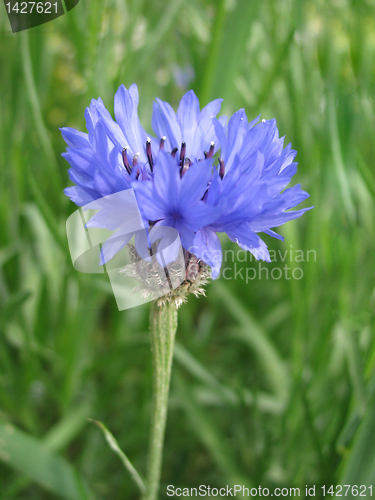 Image of cornflower