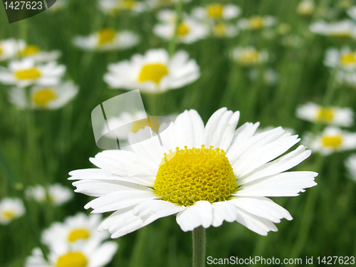 Image of camomiles
