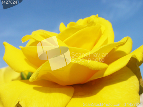 Image of yellow rose