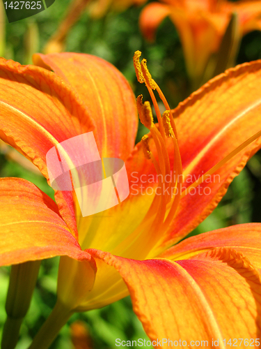 Image of lily
