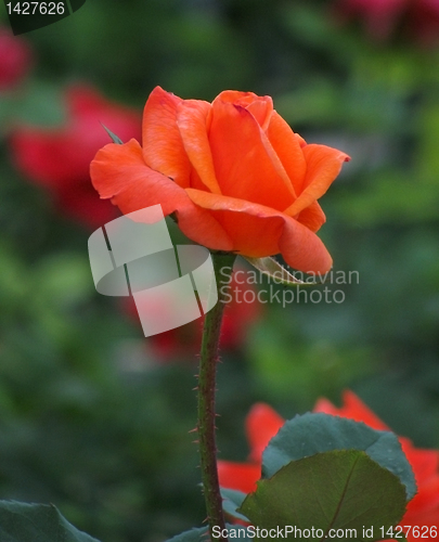Image of rose