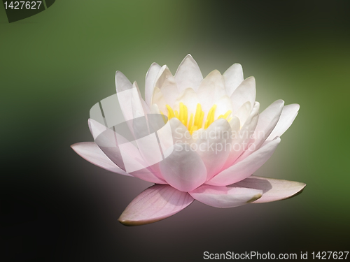 Image of lotus