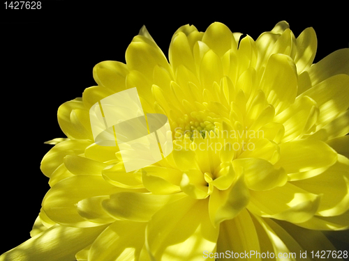 Image of chrysanthemum