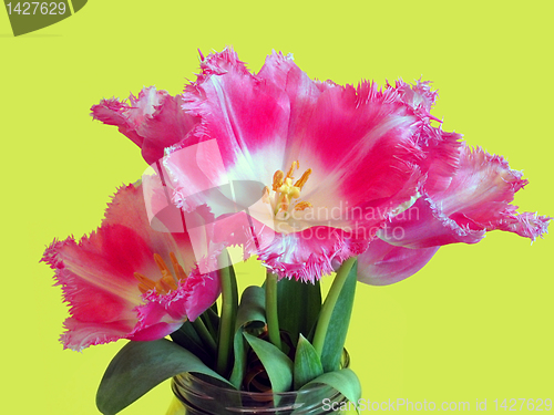 Image of bunch of tulips
