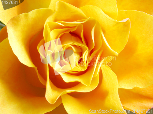 Image of yellow rose