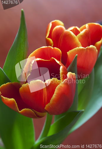 Image of Red spring flowers