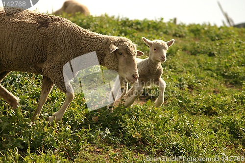 Image of Sheep