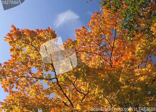 Image of Soft Red Maple Leaves Fall