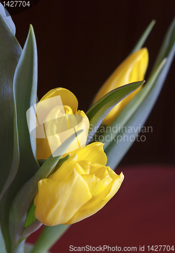 Image of Red spring flowers