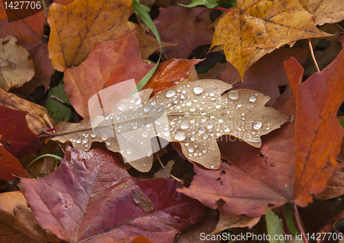 Image of Dew on Autumn Leaves