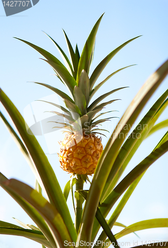 Image of Pineapple Plant