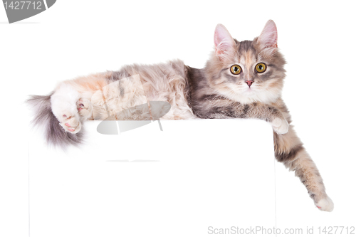 Image of beautiful young colorful kitten