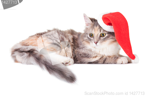 Image of young colorful kitten with red christmas cap