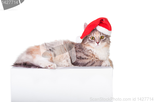 Image of young colorful kitten with red christmas cap