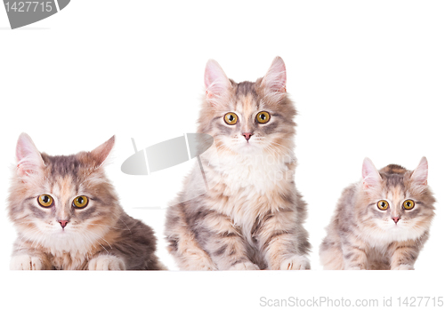 Image of Collage set with three beautiful colorful kittens