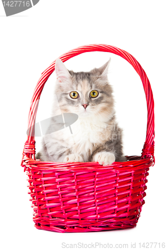 Image of beautiful young colorful kitten sitting in pink basket