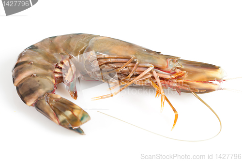 Image of Gambas