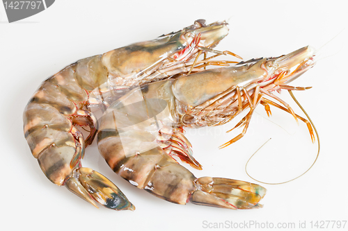 Image of Gambas