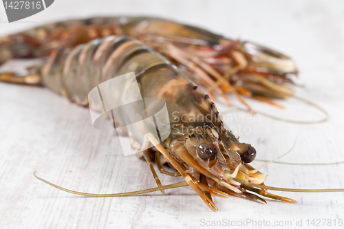 Image of Gambas