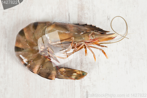 Image of Gambas