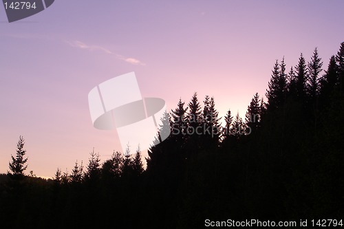Image of Skog i kontrast mot himmel