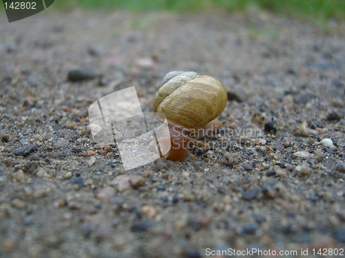 Image of Snail