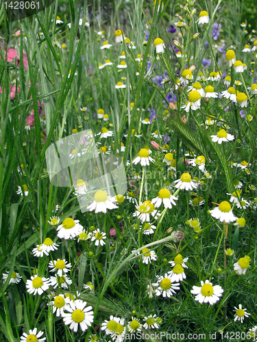 Image of ox-eye daisies
